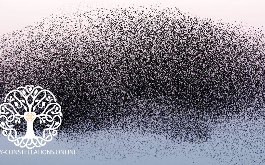 Working with the Morphogenetic Field