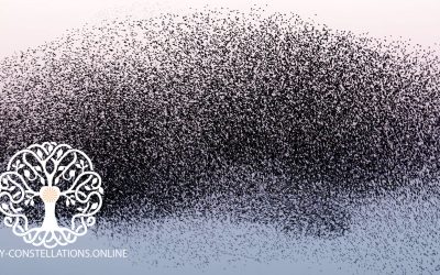 Working with the Morphogenetic Field