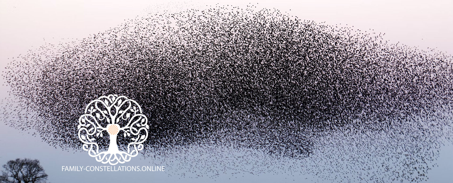 morphogenetic field